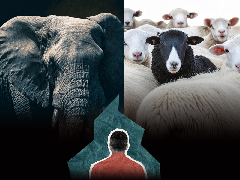 elephant_shheep_9016_0.jpg elephant_shheep_9016_0.jpg